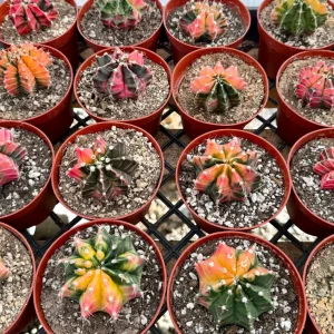Variegated Gymnocalycium Cactus Live Plant - 4 inch Pot, Rooted, Colorful Indoor Succulent - Image 5