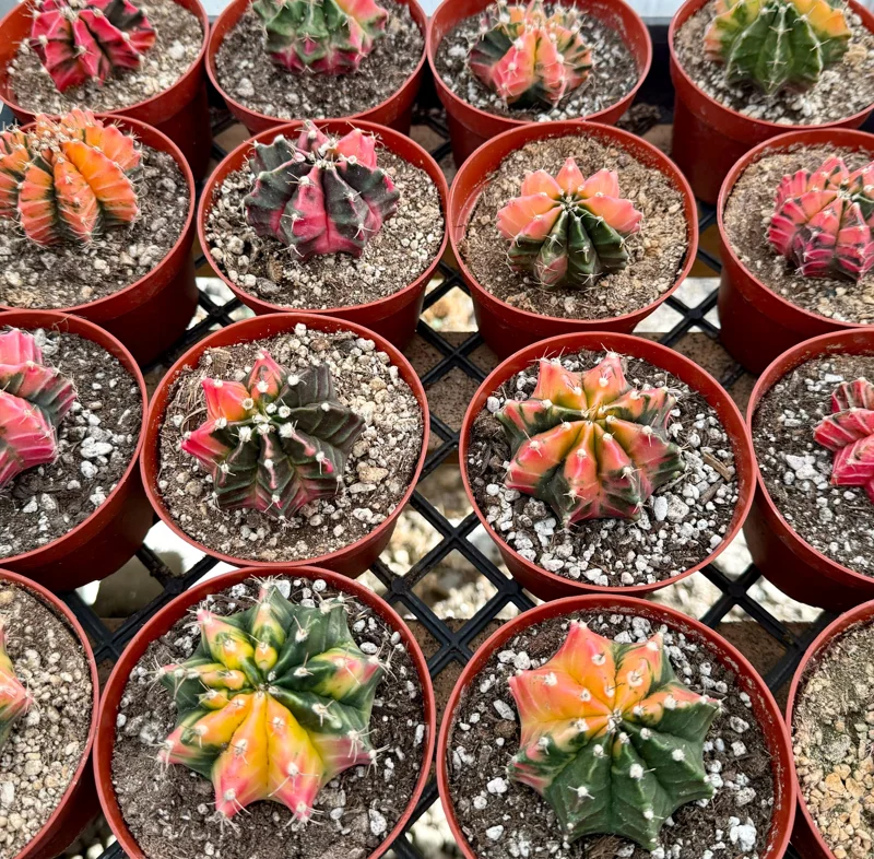 Variegated Gymnocalycium Cactus Live Plant - 4 inch Pot, Rooted, Colorful Indoor Succulent - Image 5