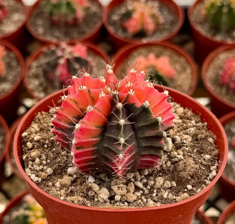 Variegated Gymnocalycium Cactus Live Plant - 4 inch Pot, Rooted, Colorful Indoor Succulent - Image 1