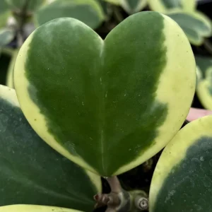 Variegated Hoya Kerrii Live Plant - Sweetheart Plant - 4 inch Pot - Indoor - Image 2