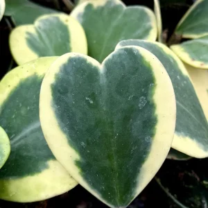 Variegated Hoya Kerrii Live Plant - Sweetheart Plant - 4 inch Pot - Indoor - Image 3