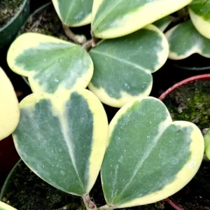 Variegated Hoya Kerrii Live Plant - Sweetheart Plant - 4 inch Pot - Indoor - Image 4