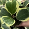 Variegated Hoya Kerrii Live Plant - Sweetheart Plant - 4 inch Pot - Indoor - Image 1