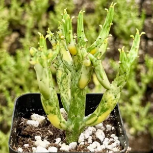 Variegated Pencil Cactus Live Plant - Euphorbia Tirucalli 'Variegata' - 2.5