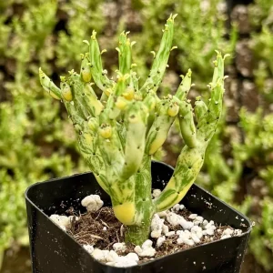 Variegated Pencil Cactus Live Plant - Euphorbia Tirucalli 'Variegata' - 2.5