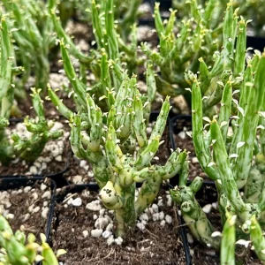 Variegated Pencil Cactus Live Plant - Euphorbia Tirucalli 'Variegata' - 2.5