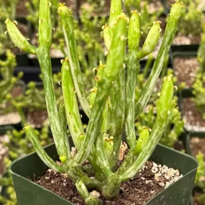 Variegated Pencil Cactus Live Plant - Euphorbia Tirucalli 'Variegata' - 2.5