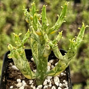 Variegated Pencil Cactus Live Plant - Euphorbia Tirucalli 'Variegata' - 2.5