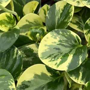 Variegated Peperomia Obtusifolia Live Plant - 4 inch Pot - Rooted Houseplant - Image 4