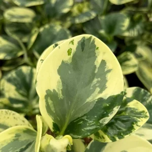 Variegated Peperomia Obtusifolia Live Plant - 4 inch Pot - Rooted Houseplant - Image 5