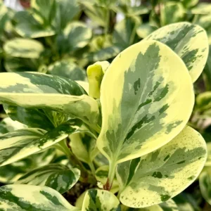 Variegated Peperomia Obtusifolia Live Plant - 4 inch Pot - Rooted Houseplant - Image 6