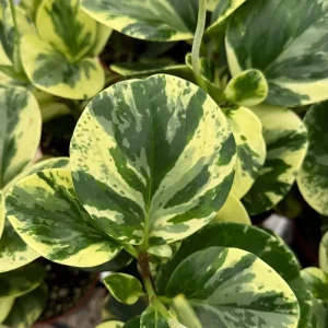 Variegated Peperomia Obtusifolia Live Plant - 4 inch Pot - Rooted Houseplant - Image 1