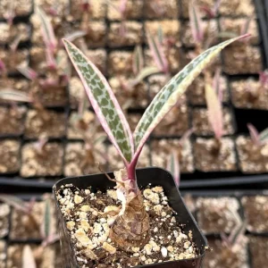 Variegated Silver Squill Live Plant – Ledebouria Socialis – Pink Silver Squill – 2.5 inch Pot - Image 2