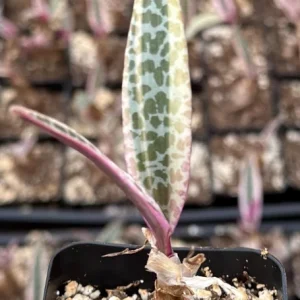 Variegated Silver Squill Live Plant – Ledebouria Socialis – Pink Silver Squill – 2.5 inch Pot - Image 3
