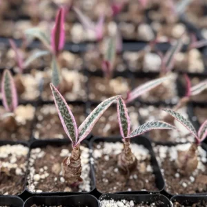 Variegated Silver Squill Live Plant – Ledebouria Socialis – Pink Silver Squill – 2.5 inch Pot - Image 1