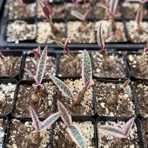 Variegated Silver Squill Live Plant – Ledebouria Socialis – Pink Silver Squill – 2.5 inch Pot - Image 5