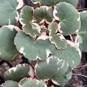Variegated Strawberry Begonia Live Plant - Saxifraga Stolonifera Tricolor - 4 inch Pot - Image 2