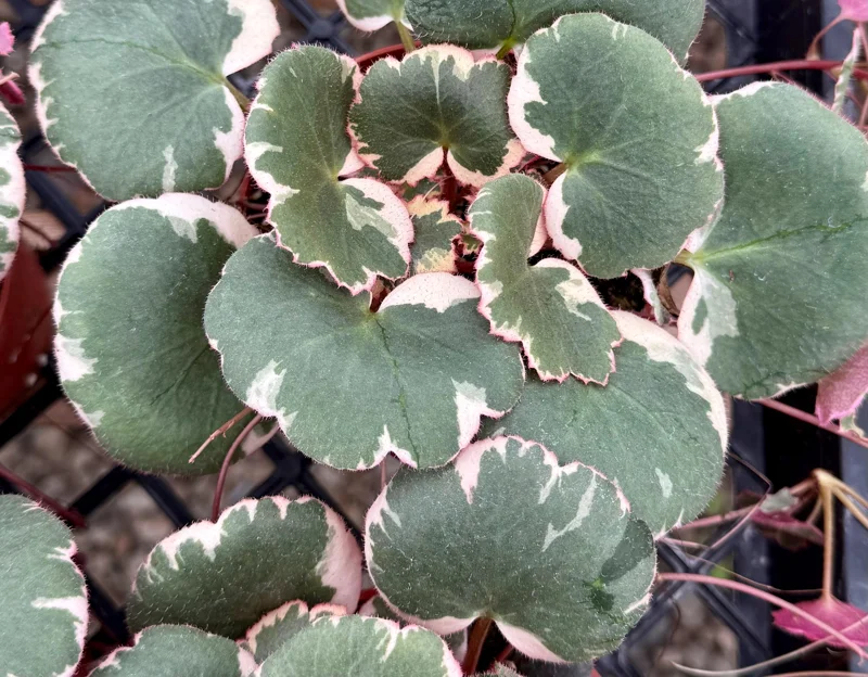 Variegated Strawberry Begonia Live Plant - Saxifraga Stolonifera Tricolor - 4 inch Pot - Image 2