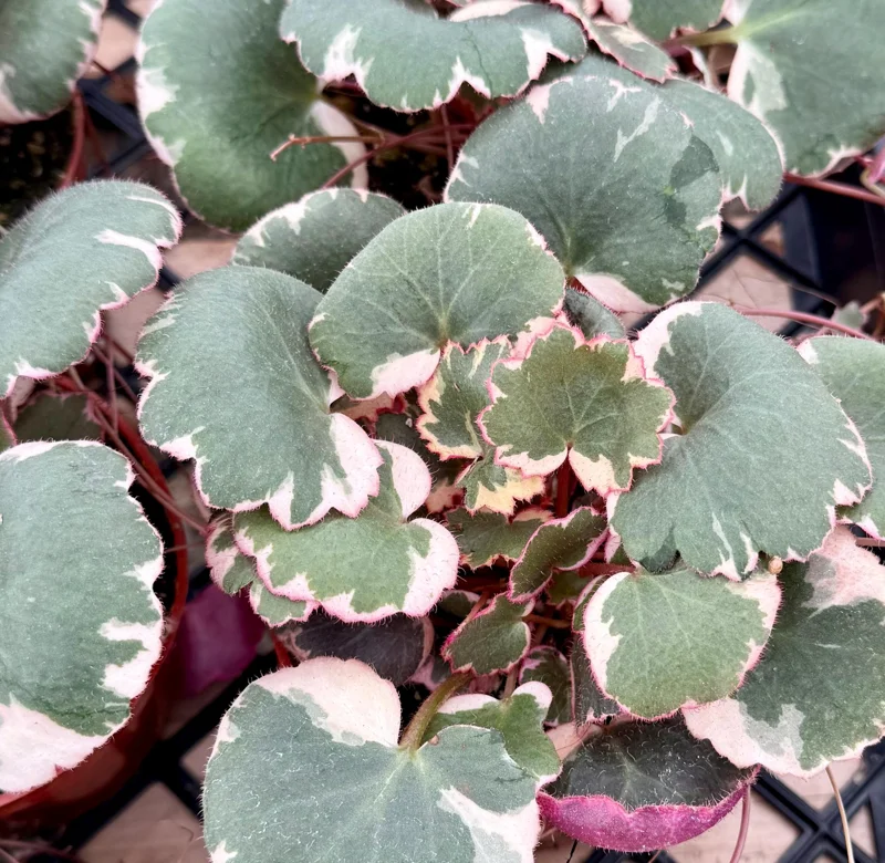 Variegated Strawberry Begonia Live Plant - Saxifraga Stolonifera Tricolor - 4 inch Pot - Image 3