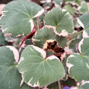 Variegated Strawberry Begonia Live Plant - Saxifraga Stolonifera Tricolor - 4 inch Pot - Image 1