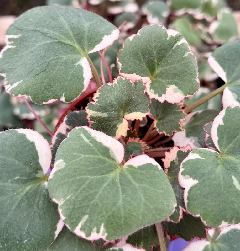 Variegated Strawberry Begonia Live Plant - Saxifraga Stolonifera Tricolor - 4 inch Pot - Image 1
