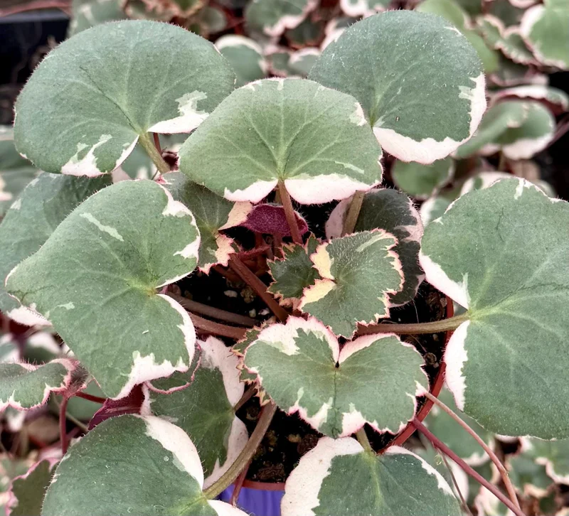 Variegated Strawberry Begonia Live Plant - Saxifraga Stolonifera Tricolor - 4 inch Pot - Image 4