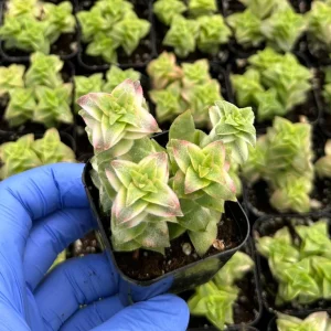 Variegated String of Buttons Live Plant - Crassula perforata 2 inch Pot - Image 2