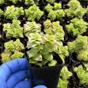Variegated String of Buttons Live Plant - Crassula perforata 2 inch Pot - Image 3