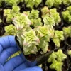 Variegated String of Buttons Live Plant - Crassula perforata 2 inch Pot - Image 1