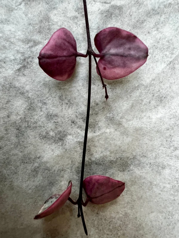 Variegated String of Hearts Cutting - 4 Nodes - Unrooted Live Plant - Image 2