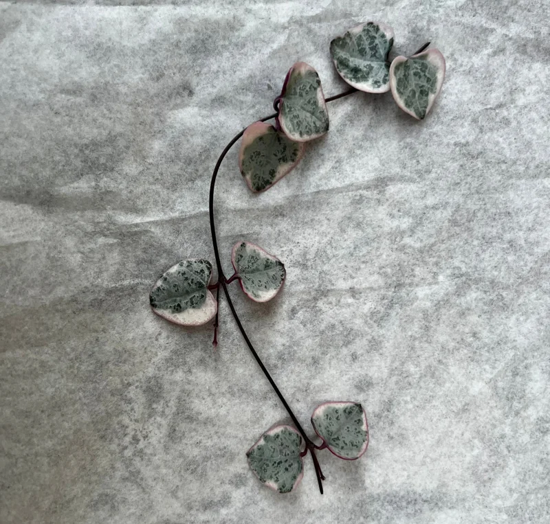 Variegated String of Hearts Cutting - 4 Nodes - Unrooted Live Plant - Image 1