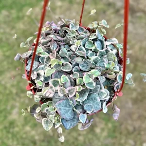 Variegated String of Hearts Live Plant - Ceropegia Woodii Variegata - 2, 4, 6 inch pot - Image 2