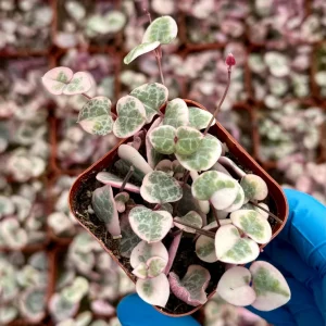 Variegated String of Hearts Live Plant - Ceropegia Woodii Variegata - 2, 4, 6 inch pot - Image 3