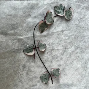 Variegated String of Hearts Live Plant - Ceropegia Woodii Variegata - 2, 4, 6 inch pot - Image 4