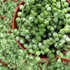 Variegated String of Pearls Live Plant 4" Pot Trailing Succulent Indoor - Image 1