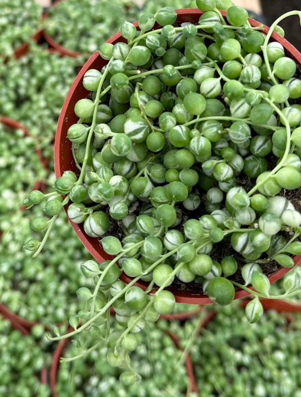 Variegated String of Pearls Live Plant 4" Pot Trailing Succulent Indoor - Image 1