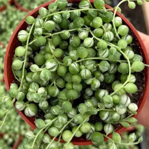 Variegated String of Pearls Live Plant 4