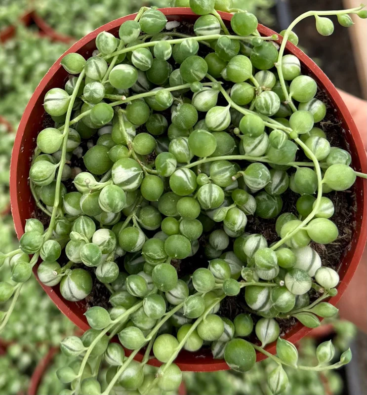 Variegated String of Pearls Live Plant 4" Pot Trailing Succulent Indoor - Image 2