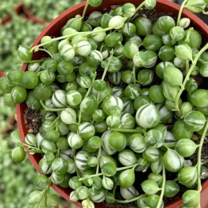 Variegated String of Pearls Live Plant 4