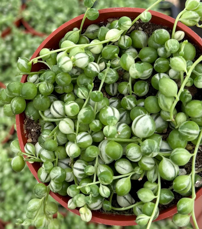 Variegated String of Pearls Live Plant 4" Pot Trailing Succulent Indoor - Image 3