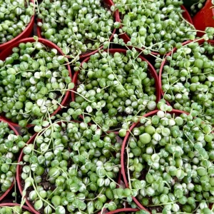 Variegated String of Pearls Live Plant 4
