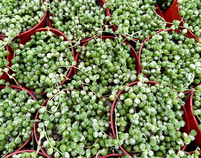 Variegated String of Pearls Live Plant 4" Pot Trailing Succulent Indoor - Image 4