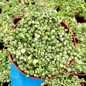 Variegated String of Pearls Live Plant – Senecio Rowleyanus Succulent – Trailing Indoor Plant in 2, 4, 6 inch Pot - Image 2