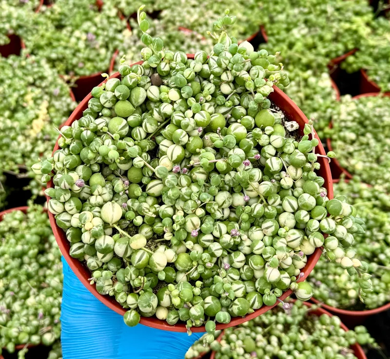 Variegated String of Pearls Live Plant – Senecio Rowleyanus Succulent – Trailing Indoor Plant in 2, 4, 6 inch Pot - Image 2