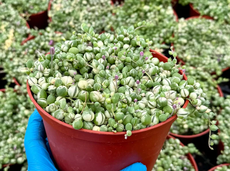 Variegated String of Pearls Live Plant – Senecio Rowleyanus Succulent – Trailing Indoor Plant in 2, 4, 6 inch Pot - Image 3