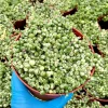 Variegated String of Pearls Live Plant – Senecio Rowleyanus Succulent – Trailing Indoor Plant in 2, 4, 6 inch Pot - Image 1
