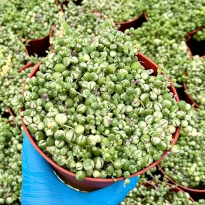 Variegated String of Pearls Live Plant – Senecio Rowleyanus Succulent – Trailing Indoor Plant in 2, 4, 6 inch Pot - Image 1
