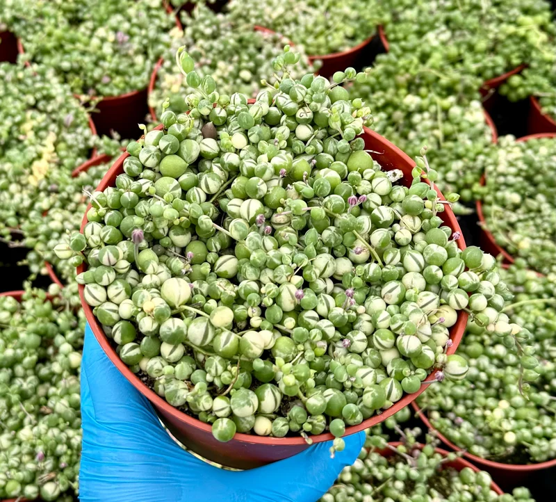 Variegated String of Pearls Live Plant – Senecio Rowleyanus Succulent – Trailing Indoor Plant in 2, 4, 6 inch Pot - Image 1