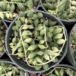 Variegated String of Tears Live Plant - 4 inch Pot - Trailing Succulent - Image 2