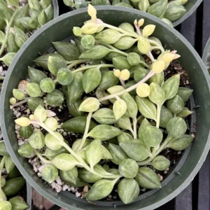 Variegated String of Tears Live Plant - 4 inch Pot - Trailing Succulent - Image 3